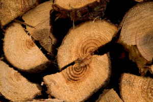木質バイオマス熱供給モデル事業